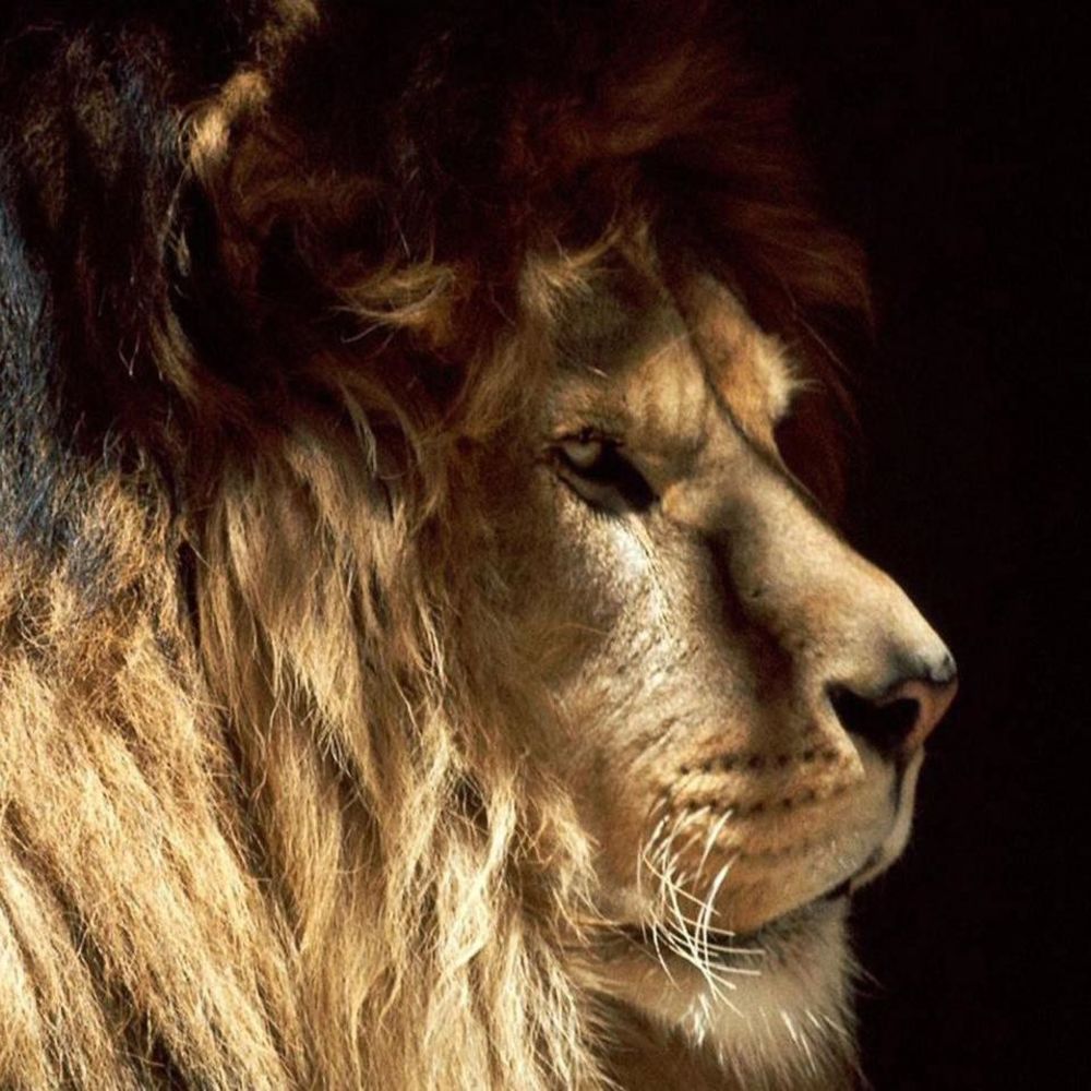 Meet your Posher, Adrian